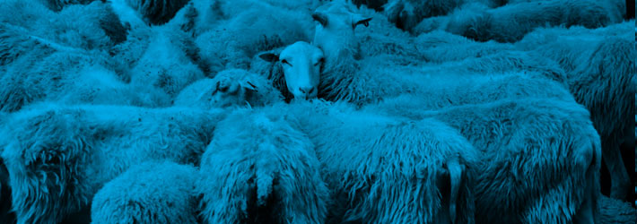 affiliate marketing sheep