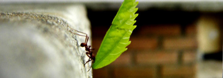increasing business visibility ant