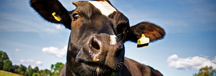 the importance of company branding cow